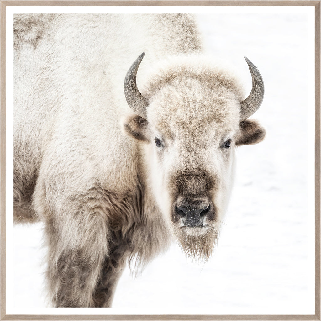 Sacred White Bison - Large - Glass Framed - Natural