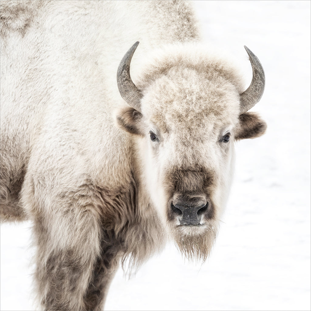 Sacred White Bison - Large - Glass Framed - Natural