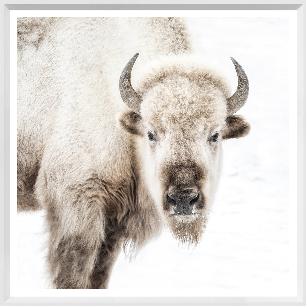 Sacred White Bison - Large - Glass Framed - Natural