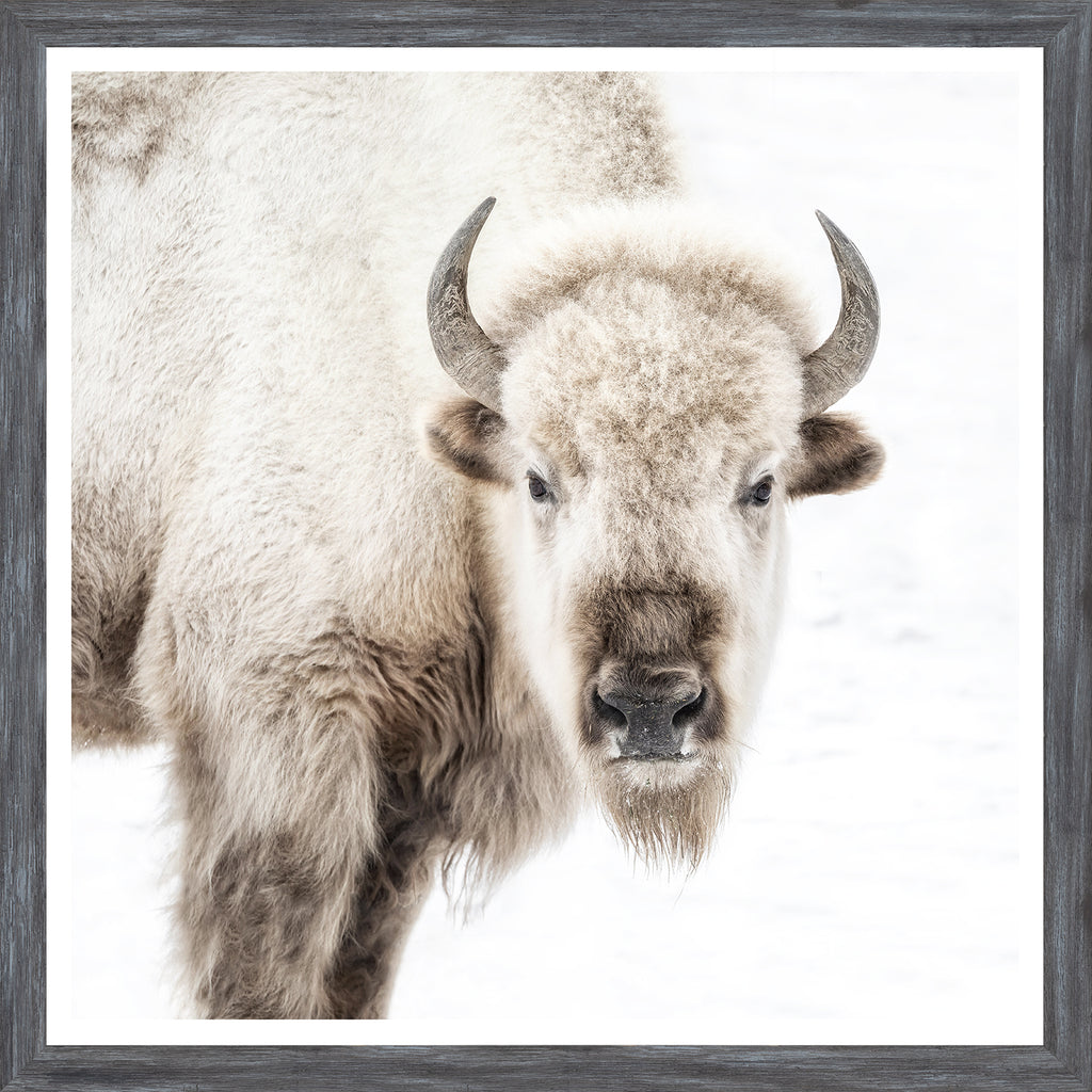 Sacred White Bison - Large - Glass Framed - Natural